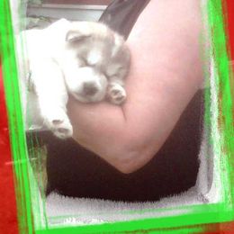 Alaskan Malamute Puppies from Enchanted Dreams Alaskan Malamutes