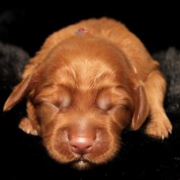 Tiramisu - Red female Australian Labradoodle puppy in Stanwood, Washington from Victoria Creek Australian Labradoodles