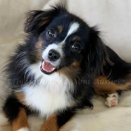 Toy Australian Shepherd puppies from Flying H Toy and Mini Aussies