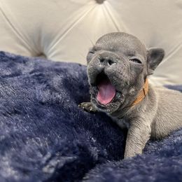 French Bulldog Puppies from Pardon My Frenchiez Kennels