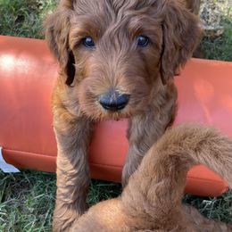 Goldendoodle Puppies from Tx Red Doodles