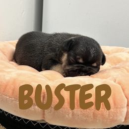 French Bulldog Puppies from Frenchie Select