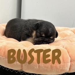 French Bulldog Puppies from Frenchie Select