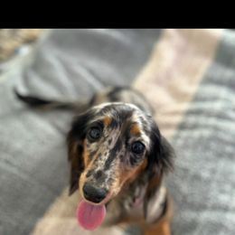 Odie - Dachshund