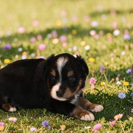 Basil - male Toy Australian Shepherd puppy in Delta, Colorado from SATA Kennels