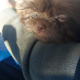 Shih Tzu Puppies from N.F.S.T Imperial ShihTzu Puppies.