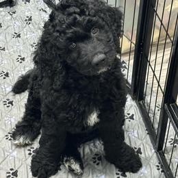 Curly - Black male Goldendoodle puppy in Prosperity, Pennsylvania from Stelladoodles & Company