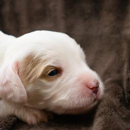 Strawberry Green boy - Parti male Goldendoodle puppy in Lafayette, Alabama from Sweethaven Kennels