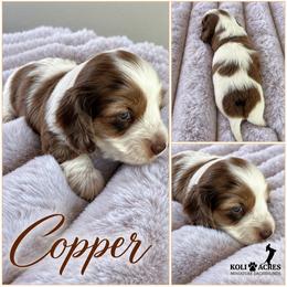 Copper - Chocolate Dapple Piebald - Silky Wirehair - Dapple male Dachshund puppy in Kemp, Texas from Koli Acres