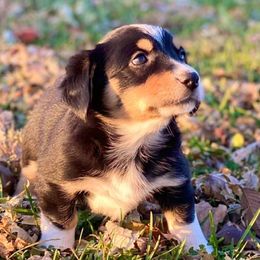 Aussiedoodles and Australian Shepherds from Davis Creek Kennel
