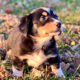 Aussiedoodles and Australian Shepherds from Davis Creek Kennel
