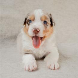 Washington - Red merle male Australian Shepherd puppy in Aberdeen, North Carolina from Huckleberry Hill Aussies LLC.
