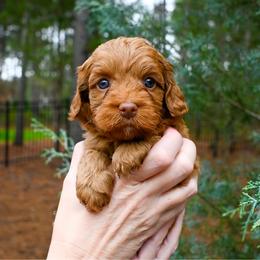 Scarlett - Caramel red female Australian Labradoodle puppy in Matthews, North Carolina from Weddington Labradoodles