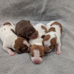 Dachshund puppies from Ferrario Dachshunds