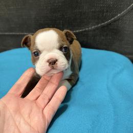 Bell - Red female Boston Terrier puppy in Wellington, Ohio from Twist of Faith Farms