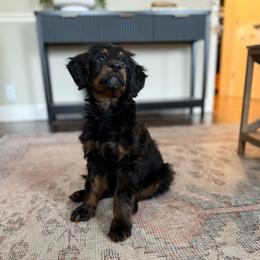 June - Phantom female Bernedoodle puppy in Tulsa, Oklahoma from Magnolia Blossom Bernedoodles