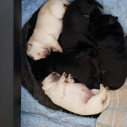 Labrador Retriever Puppies from Prairie Rose Retrievers