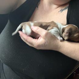Boy 1 - Dapple male Dachshund puppy in Onalaska, Texas from Nicholes Doxies