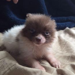 Chocolate parti - Chocolate parti female Pomeranian puppy in Hazleton, Indiana from Hyneman's Haven Poms