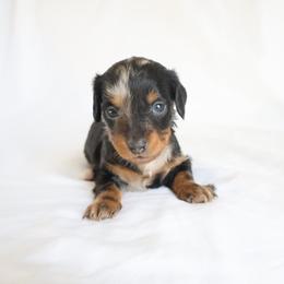 Asher - Dapple male Dachshund puppy in Fredericksburg, Ohio from William's Dachshunds