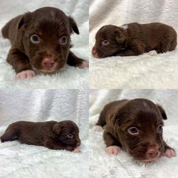 Red tri female - Red tri female Toy Australian Shepherd puppy in Brooker, Florida from Honey, I Shrunk the Aussies