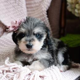 Golden Tempo - Merle female Schnoodle puppy in Grove, Oklahoma from Grand Lake Poodles & Doodles