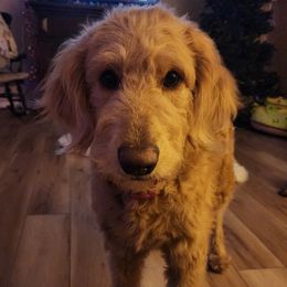 Sophia - Goldendoodle