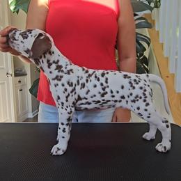 Dalmatian Puppies from Spotted Theory