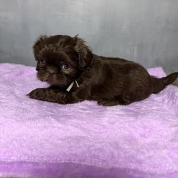 Lucy - Chocolate female Shih Tzu puppy in Ocala, Florida from Mimi's Shih-tzus of Ocala