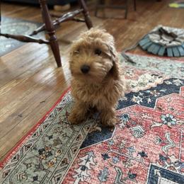 Jubilee - Red  female Goldendoodle puppy in Lillington, North Carolina from Peace, Love, and Puppies at the Creek