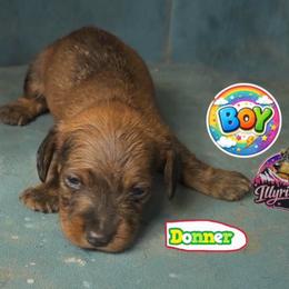 Donner - Wild boar male Dachshund puppy in Livingston, Kentucky from Illyria Dox & GSD