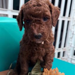 Lady Fiona - Red  female Poodle puppy in Plainwell, Michigan from Northern Heart Standards