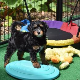 Black boy - Phantom male Bernedoodle puppy in Waukesha, Wisconsin from Bernedoodle Boutique (and Cavapoos)