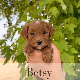 Betst - Red  female Goldendoodle puppy in Melba, Idaho from KZ Doodles