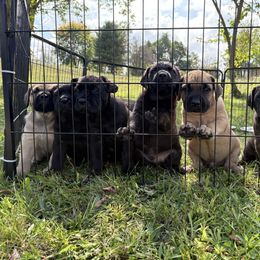 Cane Corso puppies from Woodlands Cane Corso