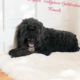 Q - Goldendoodle