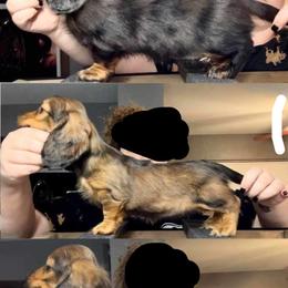 Dachshund Puppies from EntityDachs