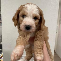 Norway (Nora) - Red female Bernedoodle puppy in Surprise, Arizona from Huckleberry Doodles