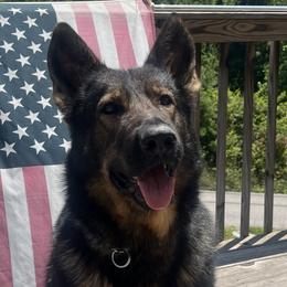 German Shepherds from roby roark