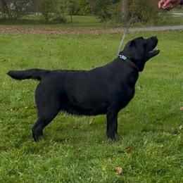 Dumpling - Labrador Retriever