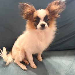 Boy 5 - Papillon puppy from Coppertone Papillons