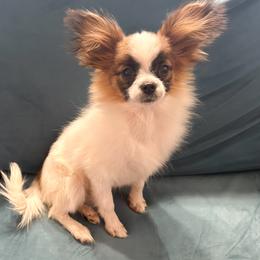 Boy 5 - Papillon puppy from Coppertone Papillons