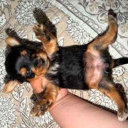 Girl 2 - Black and gold female Yorkshire Terrier puppy in Gilbert, Arizona from Yorkie Your Soulmate Puppy
