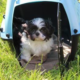Blue and white boy - Blue and white male Shih Tzu puppy in Newark, Ohio from Gemini Kennels