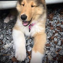 Collie Puppies from Whisper Collies