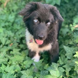 Australian Shepherd and Toy Australian Shepherd All Grown Up from AlwaysAussies