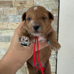 Red collar male - Red  male Poodle puppy in Miami, Florida from Poodles 4 Life