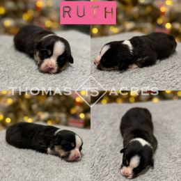 Ruth - Black and tan female Pembroke Welsh Corgi puppy in Raymond, Illinois from Thomas Acres