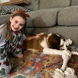 Saint Bernard Puppies from Magnolia Saint Bernards