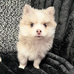 Pomsky Puppies from Pomsky Pack & Co